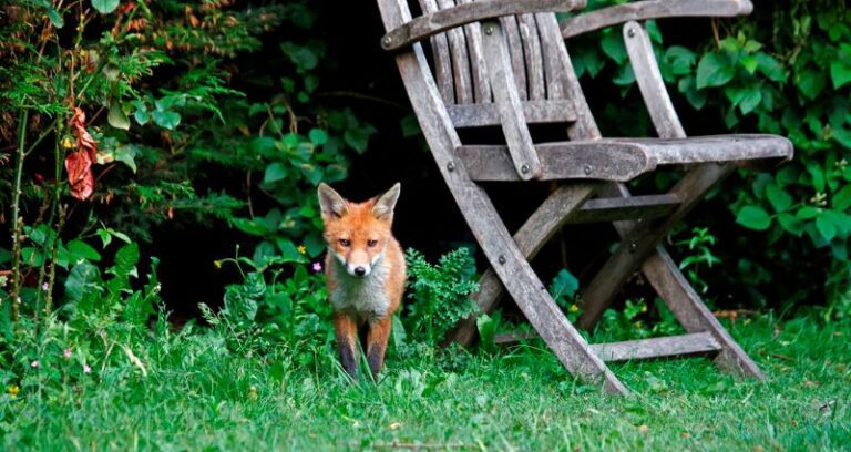wildlife in yard