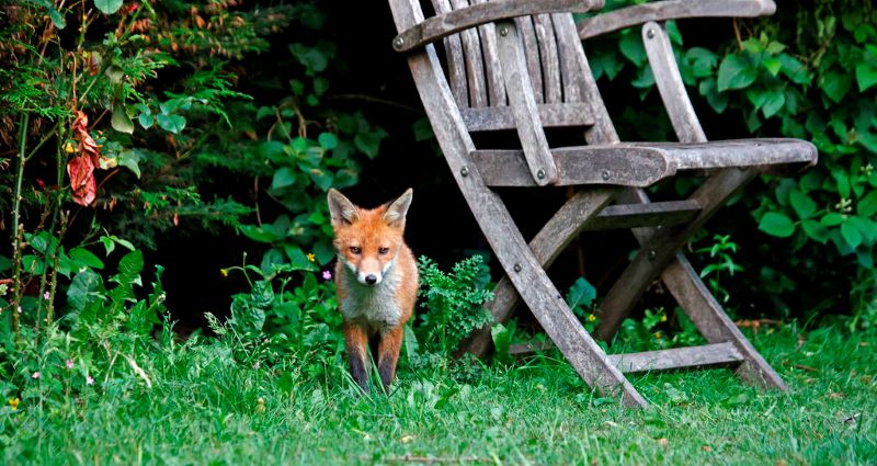wildlife in yard wildlife in yard