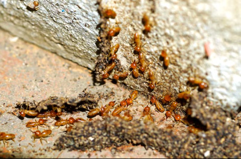 What do I do if I have termites in my house?