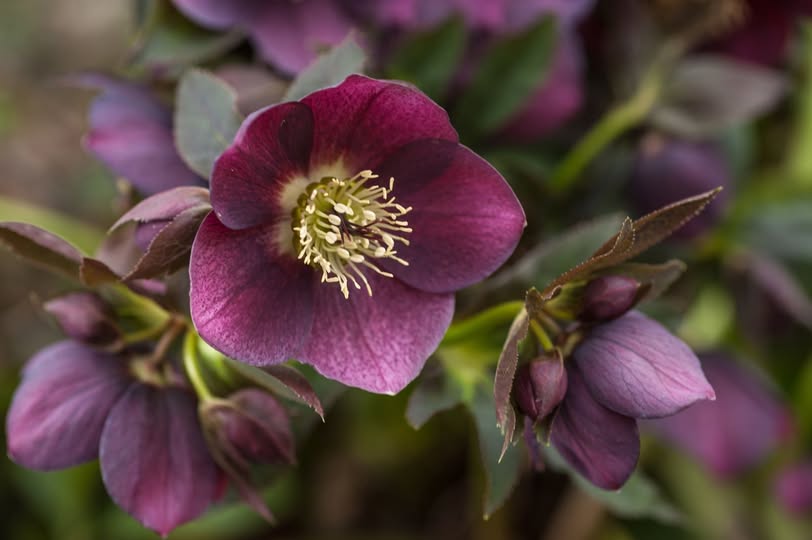 A clump of dark purple Lenten Roses, or Hellebores, blooming in a late winter garden setting.
