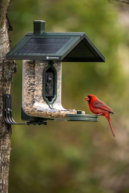 Your Guide to the Smart Bird Feeder With Camera