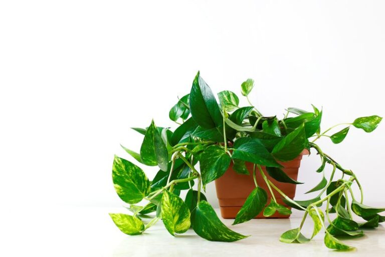 10 Best Plants for Holiday Gifting: The Ultimate Guide