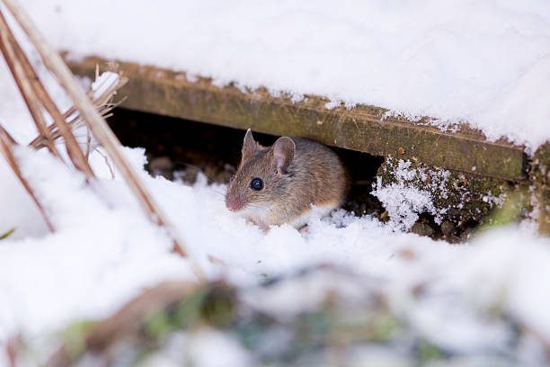 Don’t Let Mice Move In: Your Ultimate Guide