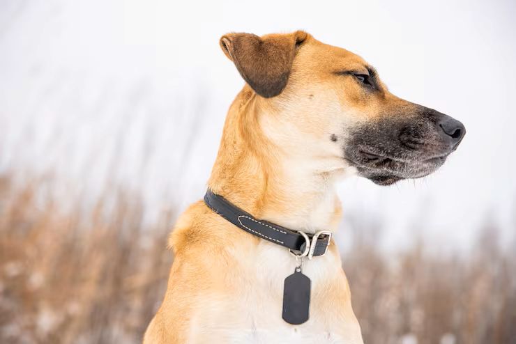 Dog GPS Trackers vs. Bluetooth Trackers: Which is best? Dog GPS Trackers vs. Bluetooth Trackers: Which is best?