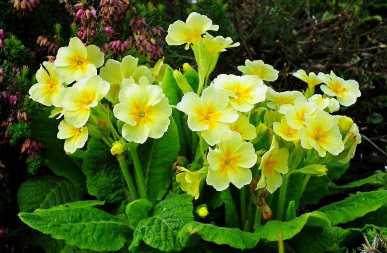 Flowers That Bloom in Late Winter