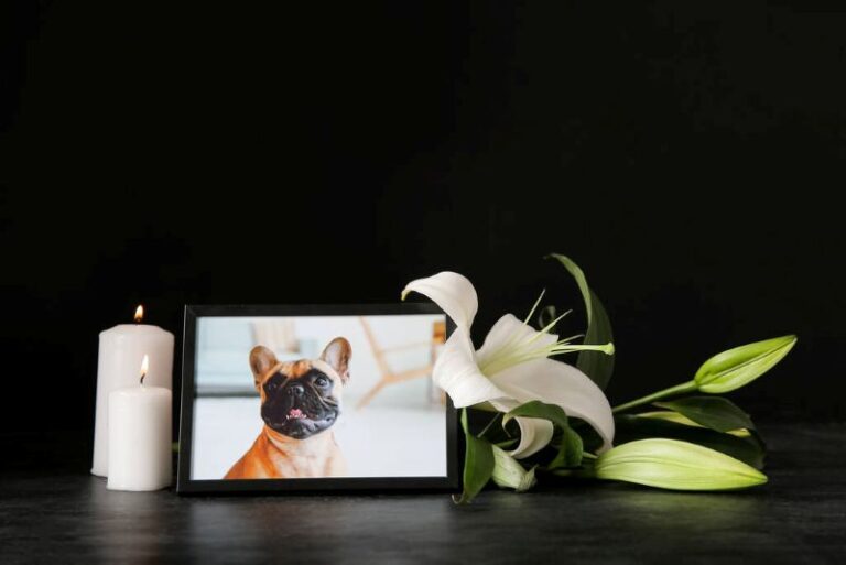 Compassionate End-of-Life Care and Pet Bereavement Services
