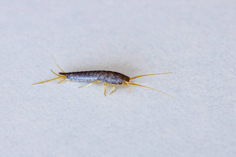silverfish