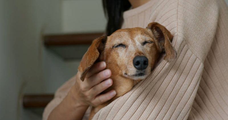 Compassionate End-of-Life Care and Pet Bereavement Services