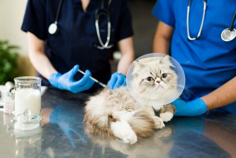 The Role of Regular Checkups in Pet Health