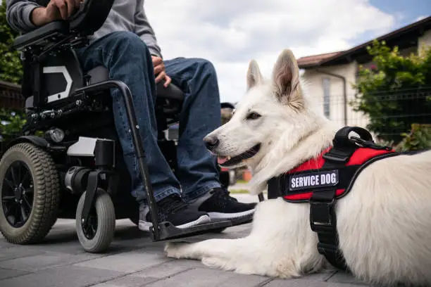 service dog