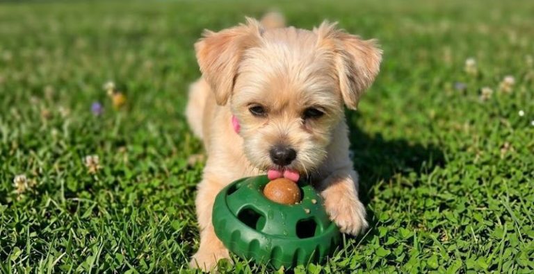 Pupsicle
