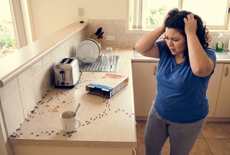 pro indoor ant control. A woman pulling her hair out with ants all over the counter.