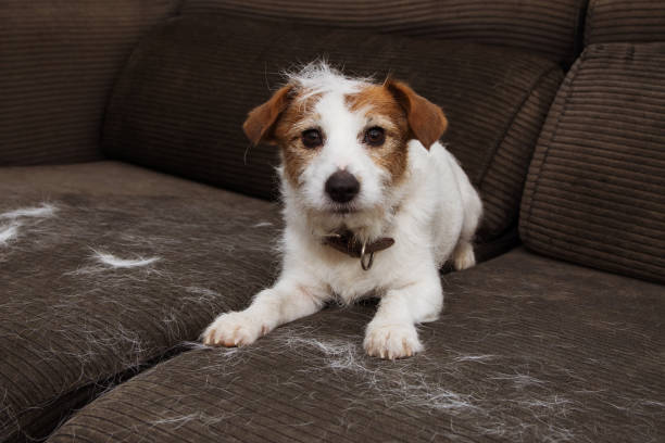 How to Remove Pet Hair from Your Couch: A Quick Guide How to Remove Pet Hair from Your Couch: A Quick Guide