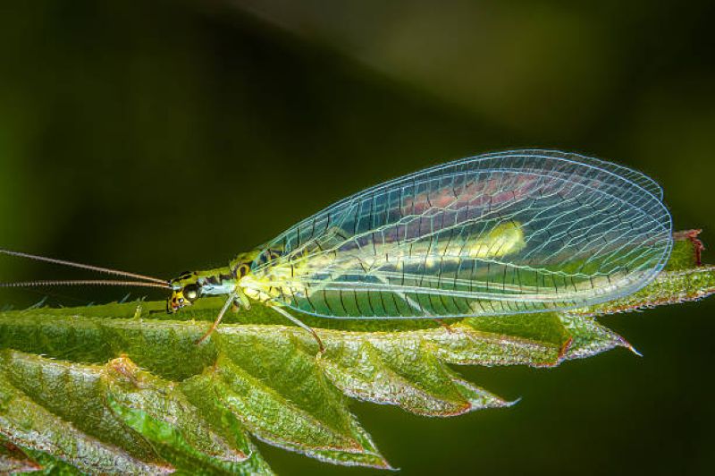 Garden Pest Identification: What's Damaging Your Garden?