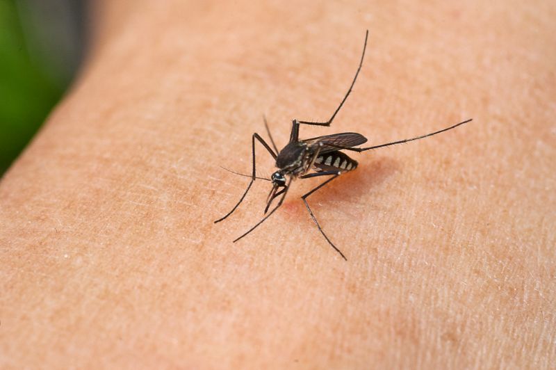 Backyard Mosquito Control: How to Reclaim Your Yard