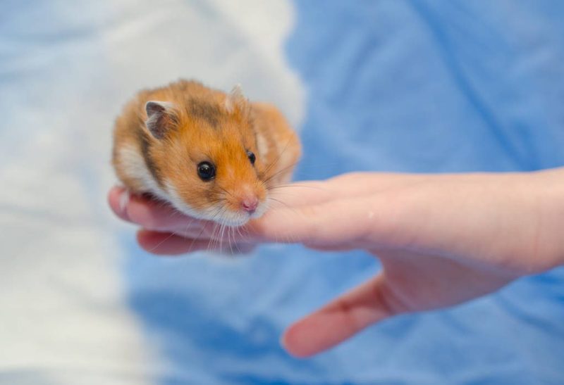 Syrian hamster Syrian hamster