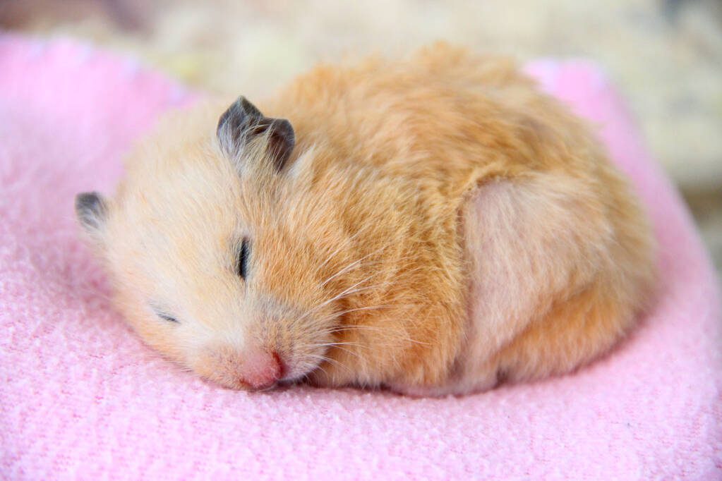 Syrian hamster Syrian hamster