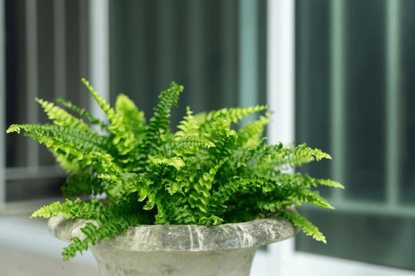 The Boston Fern