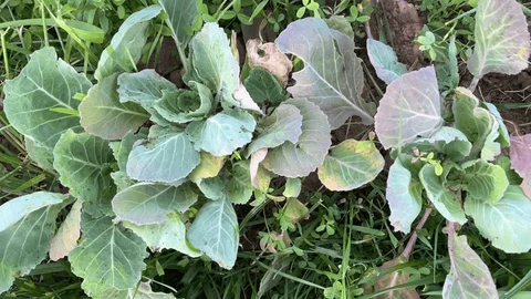 Garden Pest Identification: What's Damaging Your Garden?
