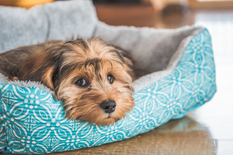 Pet Friendly Home Organization Ideas That Actually Work