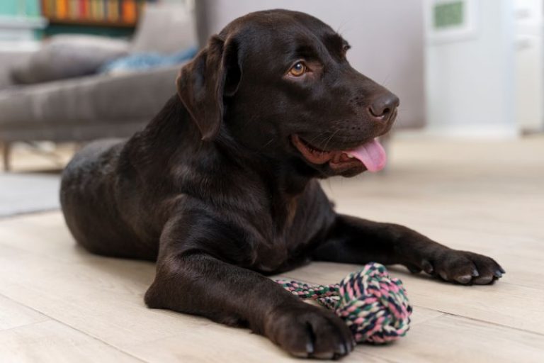Pet Friendly Home Organization Ideas That Actually Work
