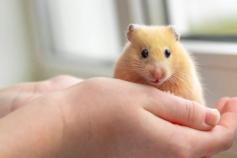 hamsters