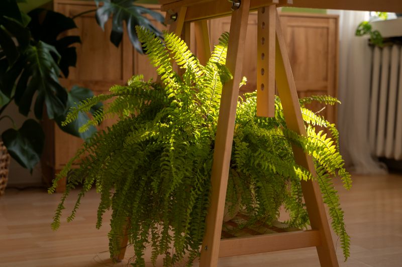 The Boston Fern