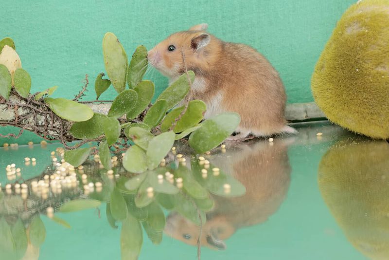 campbell dwarf hamster looking food small pond rodent has campbell dwarf hamster looking food small pond rodent has