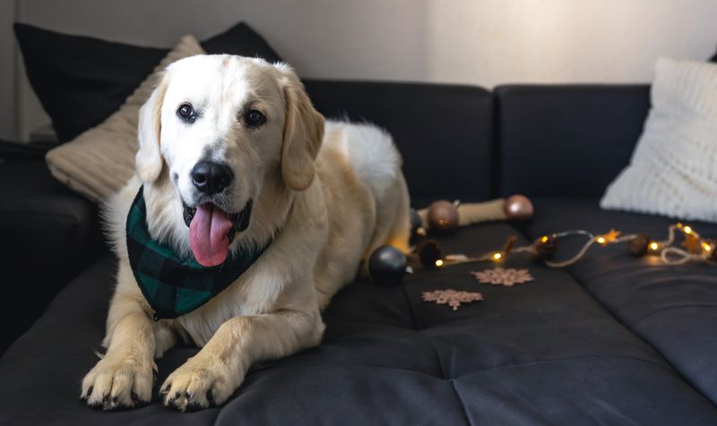 Best Cordless Vacuums for Pet Hair in 2026