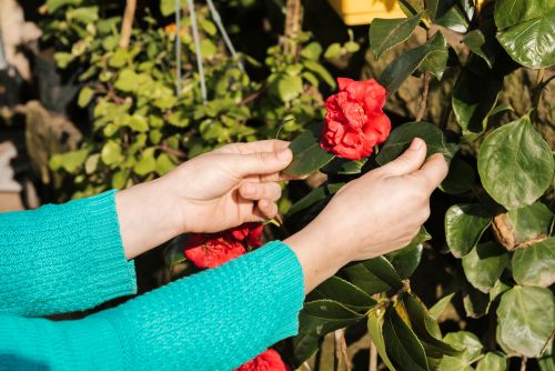 Garden Pest Identification: What's Damaging Your Garden?