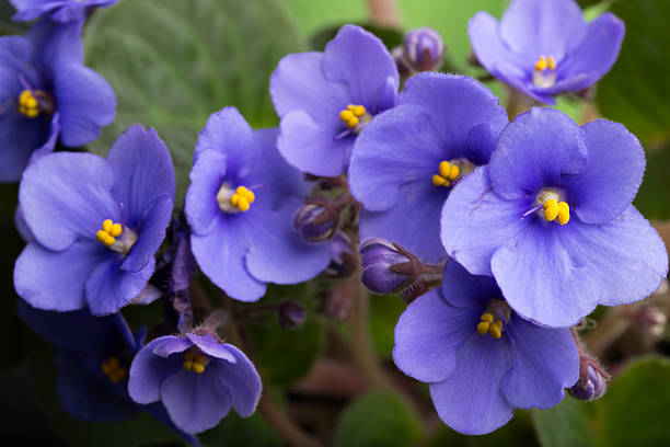 African Violet African Violet