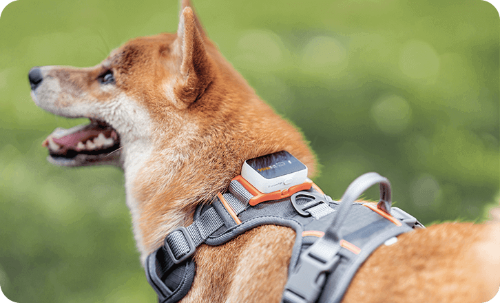 GPS Pet Trackers