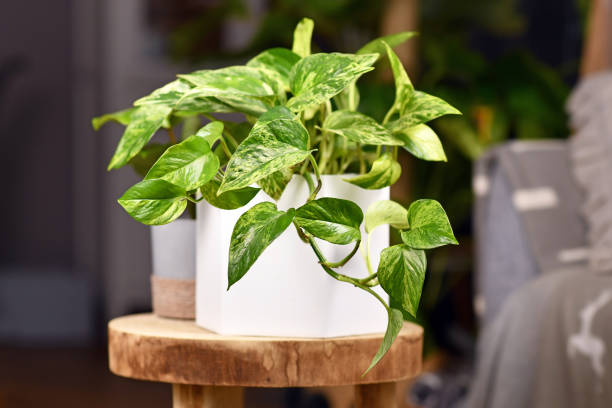 Pothos Pothos