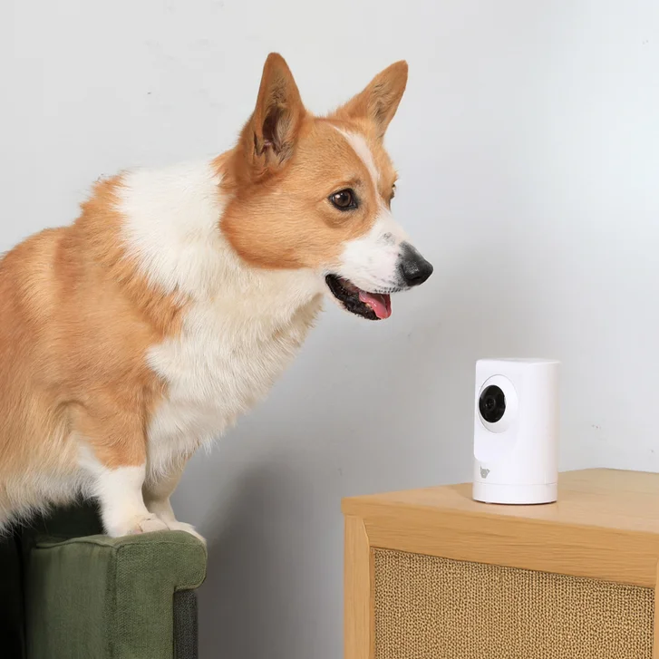 Smart Pet Cameras