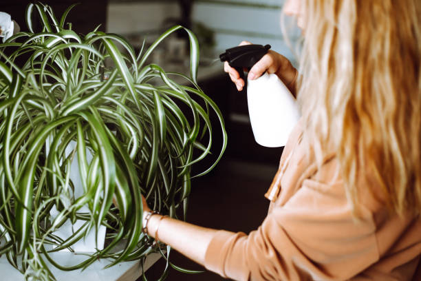 Spider Plant Spider Plant
