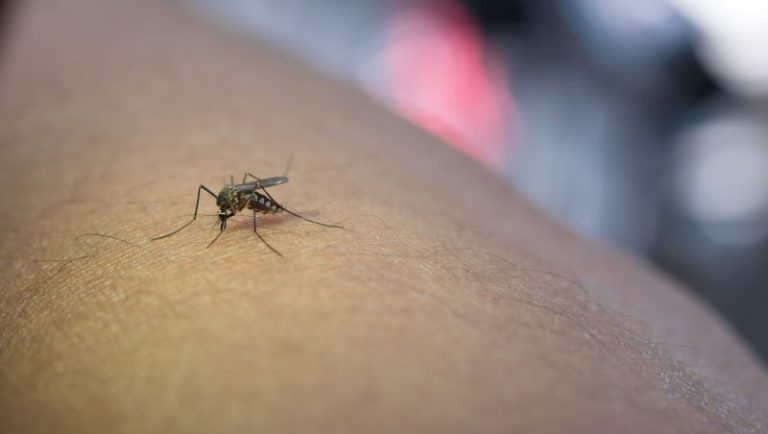 Ontario West Nile Virus: 2026 Mosquito Risk Rising