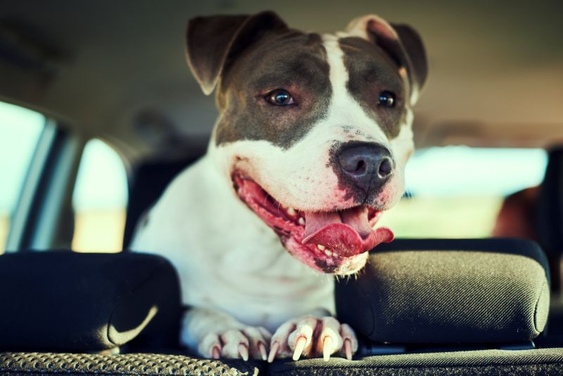 Heat Stroke in Dogs: Signs, Causes & What to Do Fast