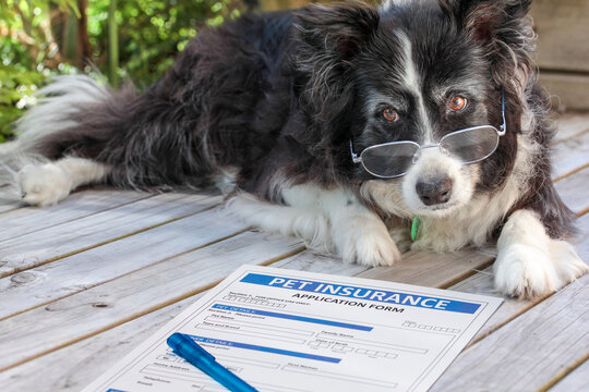 Is Pet Insurance Worth It? Is Pet Insurance Worth It?
