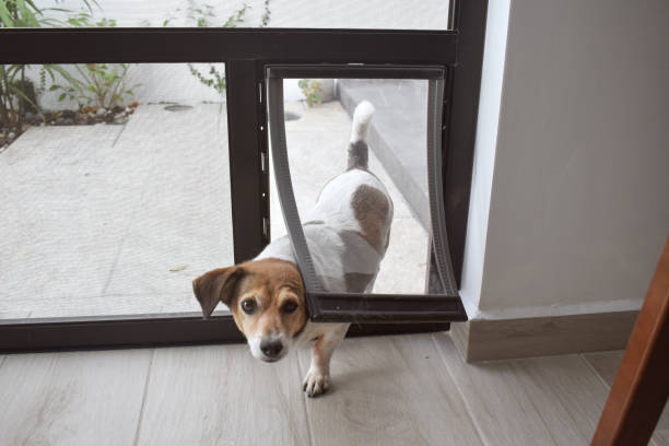 What Is a Pet Door? What Is a Pet Door?