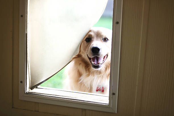 Are Pet Doors Safe? What Homeowners Should Know Are Pet Doors Safe? What Homeowners Should Know