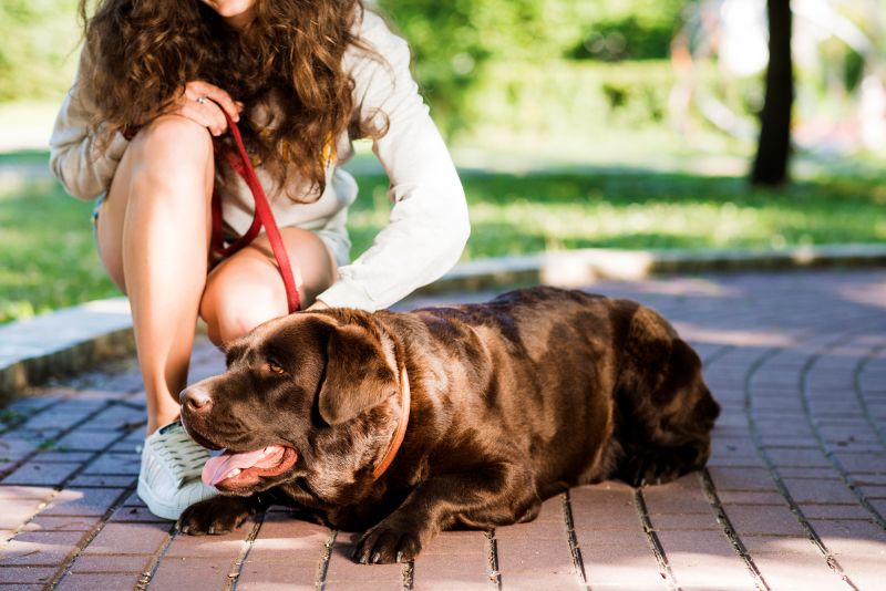 woman patting her dog garden Early Warning Signs of Heat Stroke in Dogs