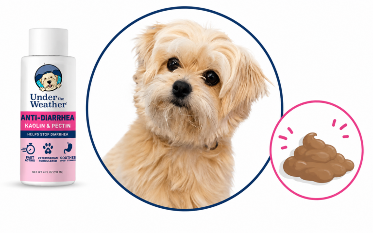 Dog Diarrhea: Causes, Warning Signs, Treatment and What to Do!
