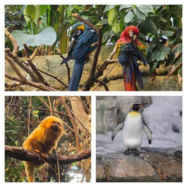 Montreal Biodome