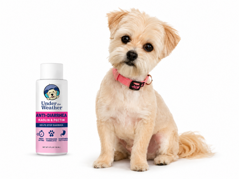 Anti-Diarrhea Liquid For Dogs Dog Diarrhea: What to Do and When to See a Vet