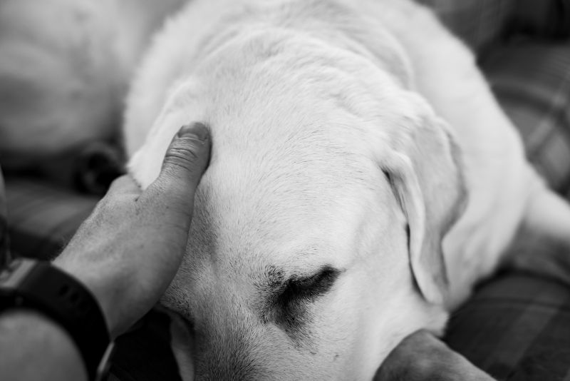 Helping a Child Cope With the Loss of a Petgreyscale(1)