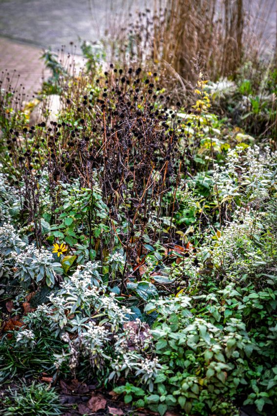 How to Prepare Your Perennial Gardens for the First Frost