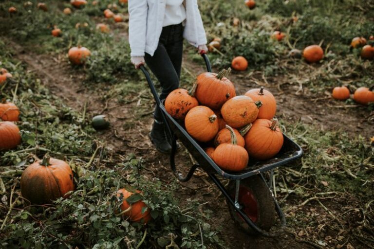 woman pumpkin patch before halloween