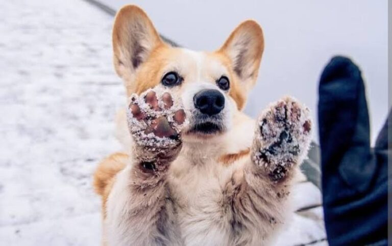 How to Protect Your Dog's Paws From Winter Salt