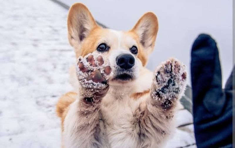 How to Protect Your Dog's Paws From Winter Salt